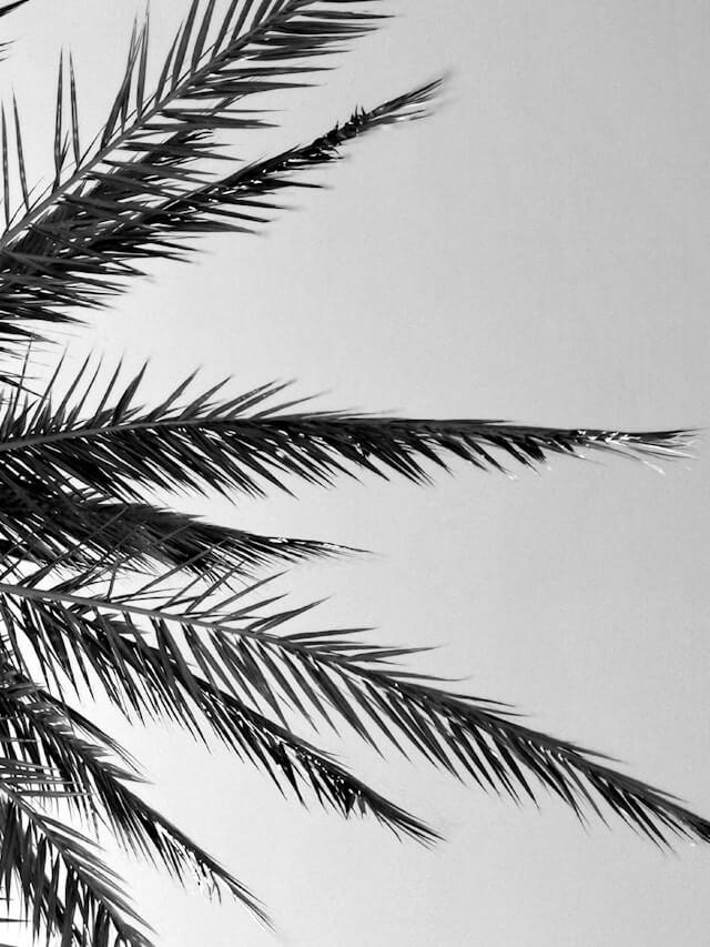 Palm Tree